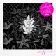 Сапфиры 1113 amore e morte extra Single