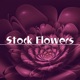 Stock Flowers feat Kosmos Pippo Gallina