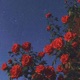 Loverboy Single