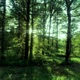forest noise Single