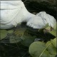 vindictive Single