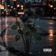 Black Roses Single