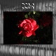 In Tune Single