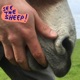 See The Sheep Single