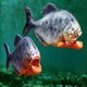Piranha Single