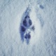 Footprints Single