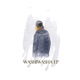 Washiwasha Single
