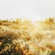 Magic Fields Single