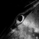 A Z EP