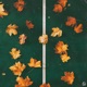 Joyful Leaves Single