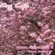 Season of Cyzzle Vol II Vernal Equinox EP