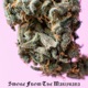 Smoke from the Marijuana Single