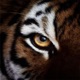 Eye of the Tiger Rocky Techno Mix Single