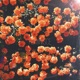 Reminisce Single