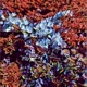 monet EP