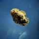 Organism Single