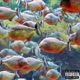 Piranha feat Millian Single