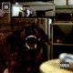 Cujo Single