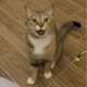 Xylophone Cat Single