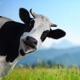 Ur Livestock Malnurished Single