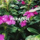 Paradise Single