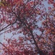 daydream Single