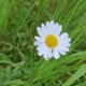 Daisy Single