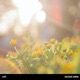 Light Single