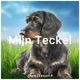 Mijn Teckel feat Lesson R Single