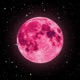 Pink Moon Single