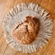 The Cat Of The Year Alexus Edit Single