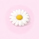 petals Single