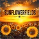 Sunflowerfields Single