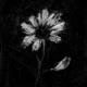 Even the Prettiest Flower Can Miss a Petal EP