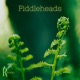 Fiddleheads Single