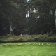 BurleMarx