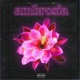 Ambrosia Single