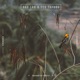 Enchanted Forest Single