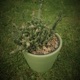 Cactus Single