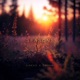 Seasons Single