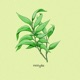 eucalyptus Single