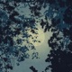 Lunar Walk Single