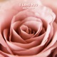 I Love You Single
