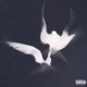 Fly away Single