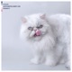 Prrrrfct Single
