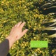 Garden Single