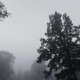 Mysterious forest Single