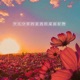 Sunset flower Single