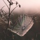 The Web Single