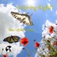 Is Spring Right